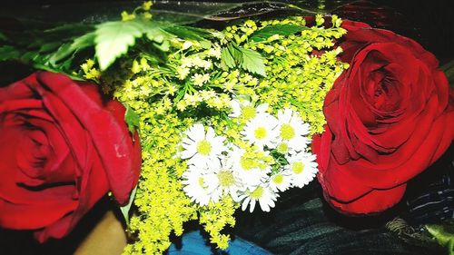 Close-up of red flowers blooming outdoors