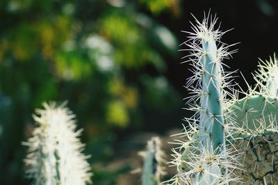 Close-up of cactus growing outdoors