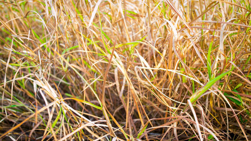Full frame shot of fresh green grass