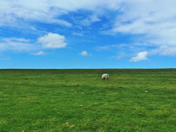 Cow grazing on grassy field