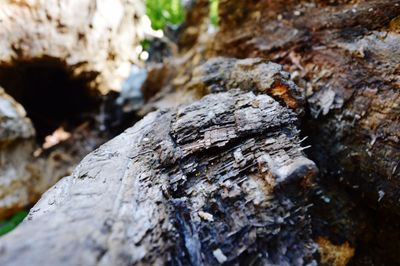 Close-up of wooden log on tree trunk
