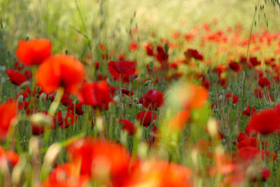 Close-up of red poppy flowers on field