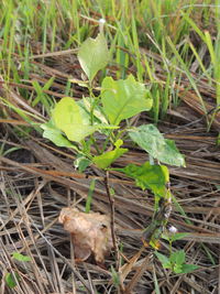 Plant growing in the dark