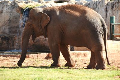 View of elephant in zoo