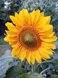 Close-up of sunflower