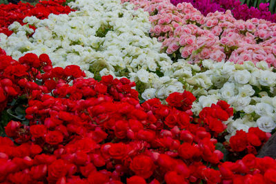 Close-up of red roses