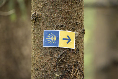tree trunk