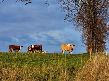 Cows on field against sky