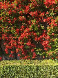 View of flowering plants in garden