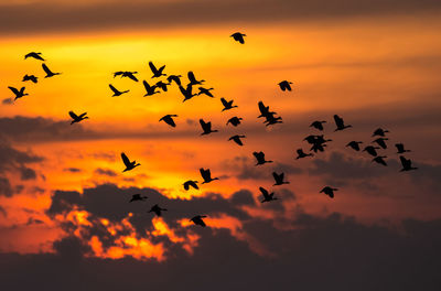 Silhouette birds flying in sky during sunset