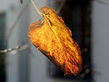 Close-up of insect on yellow leaf