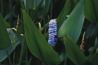 Close-up of purple flower and bee