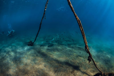 High angle view of fish swimming in sea