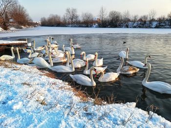View of swans in lake during winter
