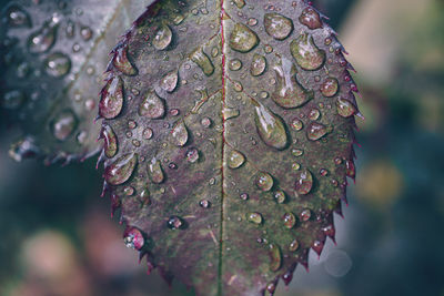 Close-up of raindrops on plant