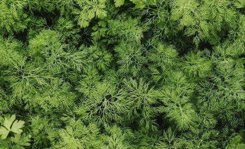 Full frame shot of fresh green plants