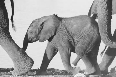 Low angle view of elephant on land