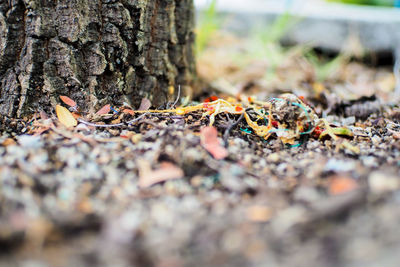 Close-up of lizard on tree