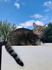 Portrait of a cat against sky