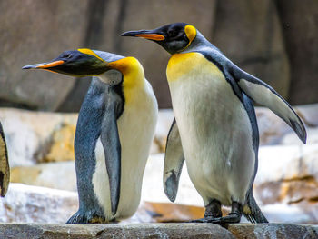 Close-up of two penguins