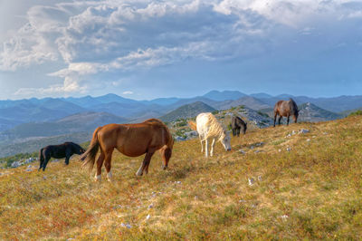 Cows grazing on field against sky