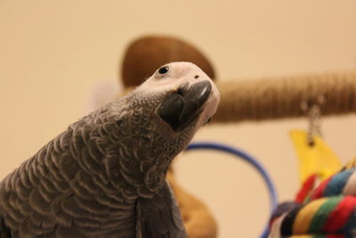 Close-up of a parrot