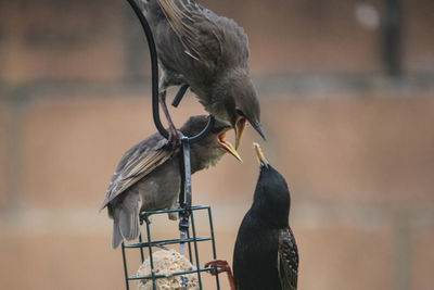 Close-up of birds perching on a bird feeder