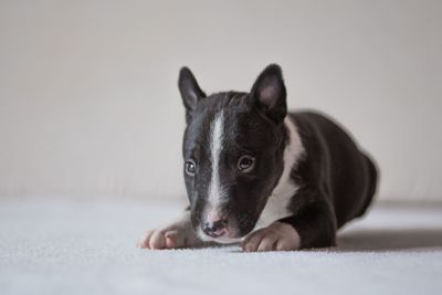 Close-up of dog with copy space