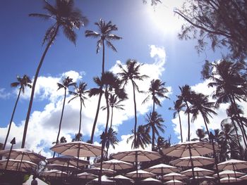 Low angle view of palm trees against blue sky