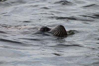 View of turtle in sea