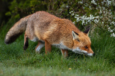 Side view of an animal on field