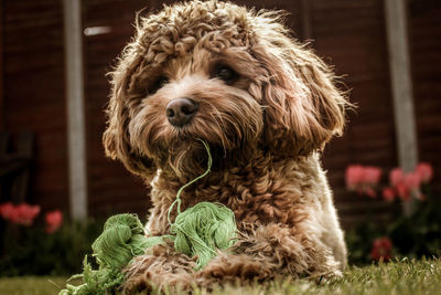 Portrait of dog sitting outdoors