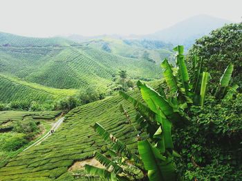 Scenic view of agricultural field