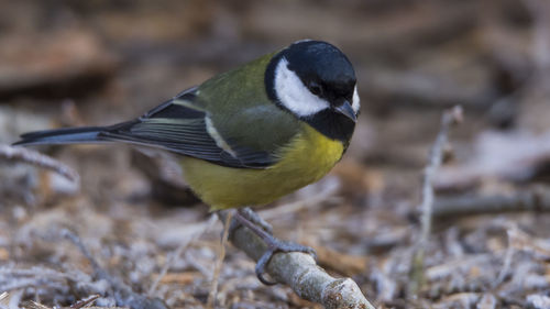 Close-up of bird perching outdoors