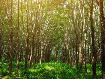 Trees growing in forest