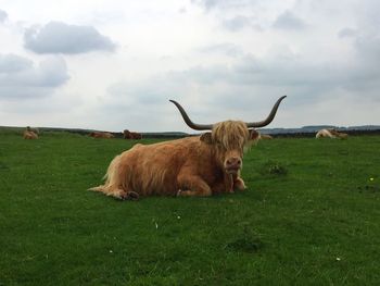 Cows on field against sky