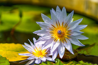 Close-up of white and yellow flower