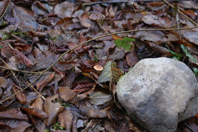 Close-up of dry leaves on ground