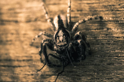 Close-up of spider on web