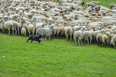 Sheep on field with dog