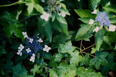 High angle view of flowering plant