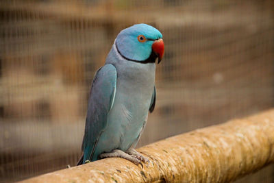 Close-up of parrot perching