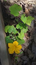 High angle view of yellow flowers blooming outdoors