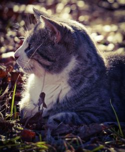 Cat on field