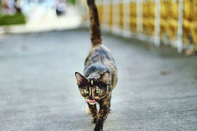 Portrait of cat walking on road