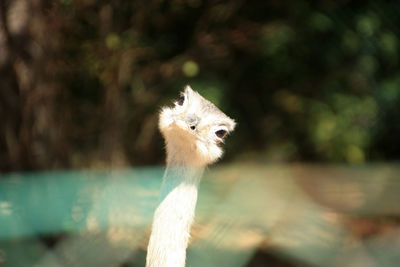 Close-up of ostrich against blurred background