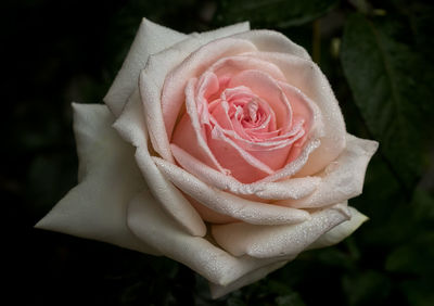 Close-up of rose flower