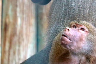 Close-up of monkey