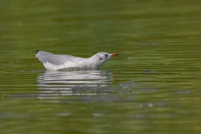 Side view of a duck swimming in lake