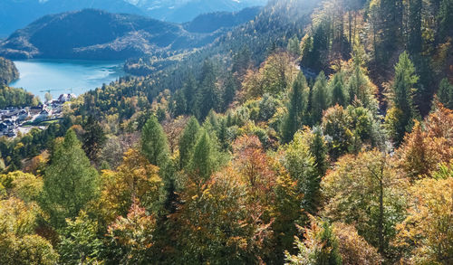 High angle view of plants growing in mountains